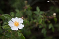 fiore