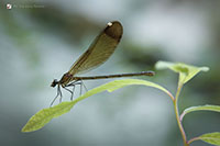 libellula