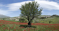 Tulipani Blufi